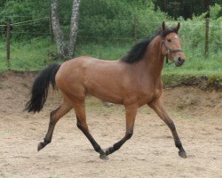 broodmare Rocket SL (Westphalian, 2011, from Lordanos)