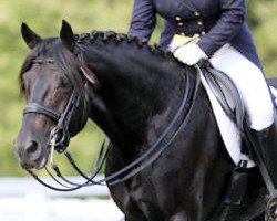 stallion Embassy III (Hanoverian, 2002, from Escudo I)