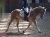 dressage horse Scharin (Haflinger, 2006, from Sonthofen (0,39% ox))