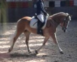 dressage horse Scharin (Haflinger, 2006, from Sonthofen (0,39% ox))