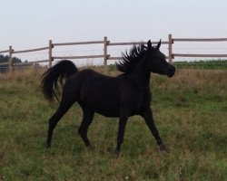 horse Inraah GzH EAO (Arabian thoroughbred, 2012, from Nile GzH EAO)