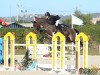 jumper Questfinder (Oldenburg show jumper, 2007, from Quintender 2)