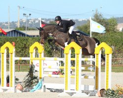 jumper Questfinder (Oldenburg show jumper, 2007, from Quintender 2)