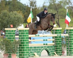 jumper Bling Bling 2 (KWPN (Royal Dutch Sporthorse), 2006, from Hbc Regilio)