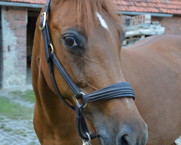 dressage horse Darlina Lady (German Riding Pony, 1996, from Dornik B)