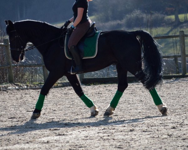 dressage horse Rex (KWPN (Royal Dutch Sporthorse), 1996)