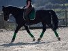 dressage horse Rex (KWPN (Royal Dutch Sporthorse), 1996)