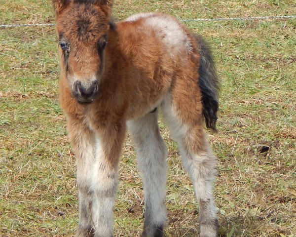 stallion Frosti vom Wertachtal (Dt.Part-bred Shetland pony, 2015, from Fabian)