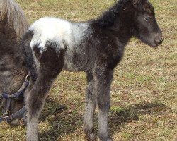 stallion Ferrari vom Wertachtal (German Classic Pony, 2015, from Fabian)