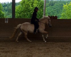 horse Sany (Fjord Horse, 2010, from Kelvin)