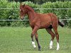 jumper Carlos (German Sport Horse, 2012, from Catoo)