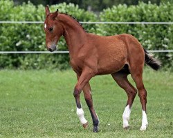 Springpferd Carlos (Deutsches Sportpferd, 2012, von Catoo)