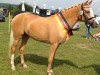 Zuchtstute Caty Perry (Deutsches Reitpony, 2011, von NK Cyrill)