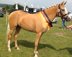 dressage horse Caty Perry (Deutsches Reitpony, 2011, from Nk Cyrill)