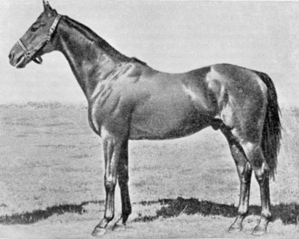 stallion Blinzen xx (Thoroughbred, 1931, from Prunus xx)