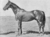 stallion Blinzen xx (Thoroughbred, 1931, from Prunus xx)