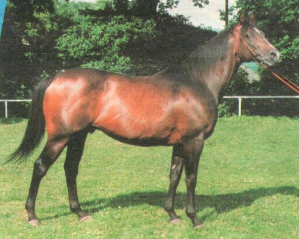 stallion Dunbeath xx (Thoroughbred, 1980, from Grey Dawn xx)