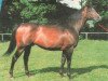 stallion Dunbeath xx (Thoroughbred, 1980, from Grey Dawn xx)