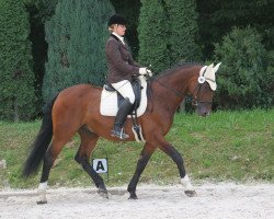 dressage horse Fairwell 6 (Bavarian, 1997, from Feldsee)