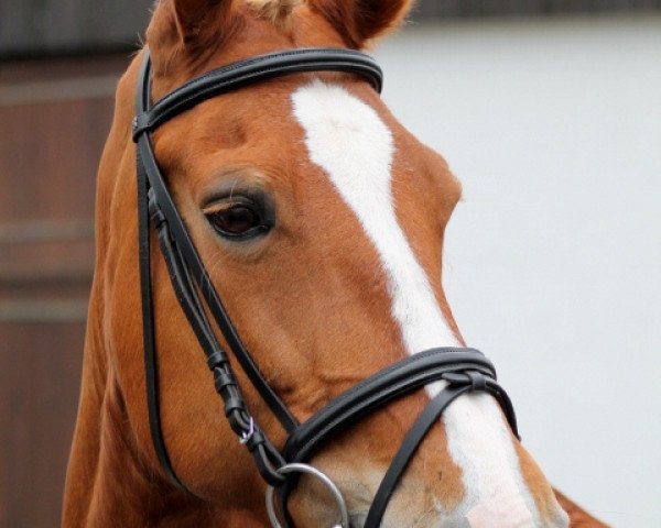 horse Melina (KWPN (Royal Dutch Sporthorse), 1994, from Bazuin 83.54)