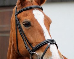 horse Melina (KWPN (Royal Dutch Sporthorse), 1994, from Bazuin 83.54)