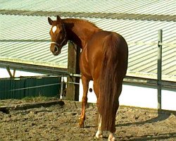 Zuchtstute Ayleen Red (Westfale, 1998, von Artwig)