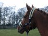 dressage horse Königstreue (Trakehner, 2010, from Adamello)