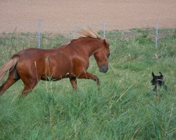 horse Sabrina (German Riding Pony, 1992, from Rubin)