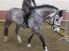 Springpferd Fayence Blue (KWPN (Niederländisches Warmblut), 2010, von Zirocco Blue)