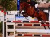 jumper Aha S (Hessian Warmblood, 2006, from Albatros 86)