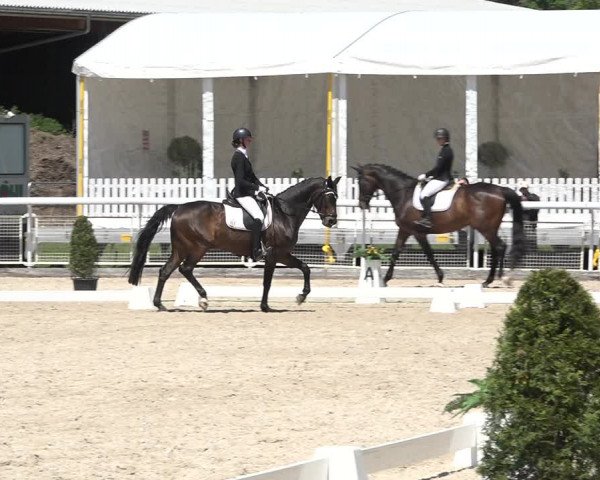 Reitturnier Dielsdorf, Horsepark 2021