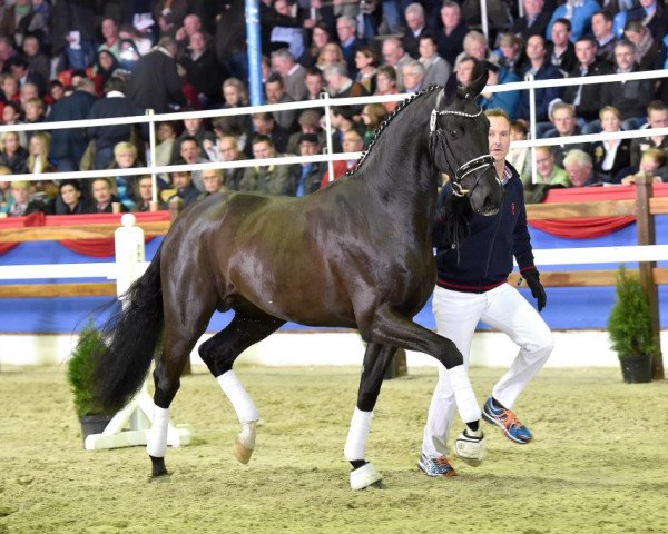 stallion Toliva (Oldenburg, 2012, from Totilas)