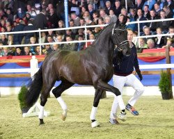 stallion Toliva (Oldenburg, 2012, from Totilas)