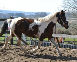 Zuchtstute Shoshone (Lewitzer, 2009, von Acamani)