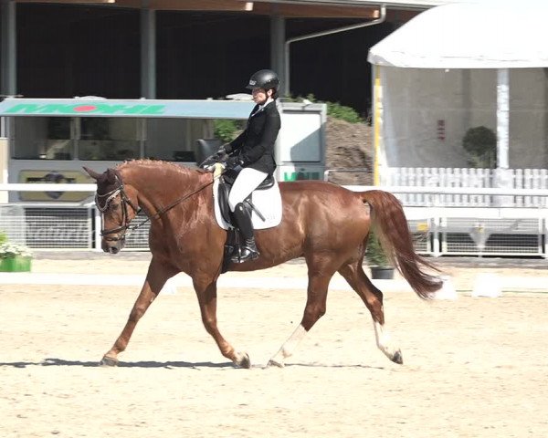 Reitturnier Dielsdorf, Horsepark 2021