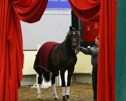 stallion Romanesque (Oldenburg, 2011, from Glock's Romanov)