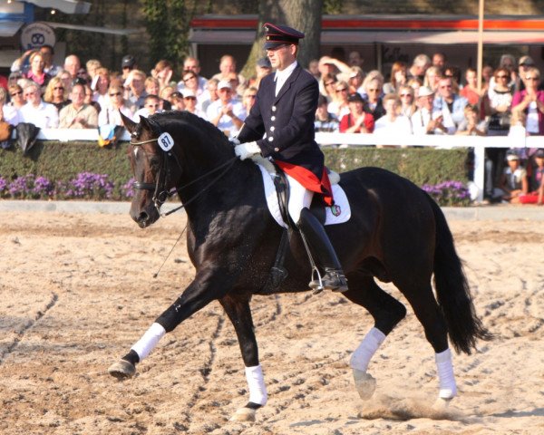 horse Riccio (Westphalian, 2001, from Riccione)