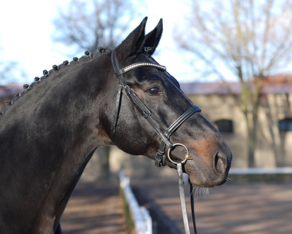 stallion Potential (Oldenburg, 1997, from Pablo)