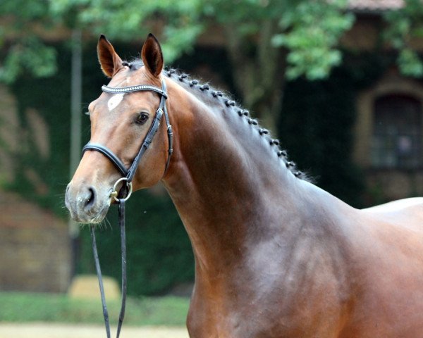stallion Pilothago (Dutch Warmblood, 2010, from Pilot)