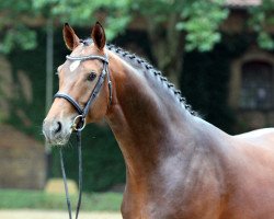 stallion Pilothago Dxb (Swedish Warmblood, 2010, from Pilot)