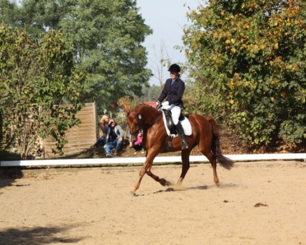 Pferd Halbmond (Trakehner, 2009, von Ostermond)