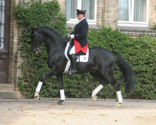 stallion Pascavello (Westphalian, 1997, from Potsdam)
