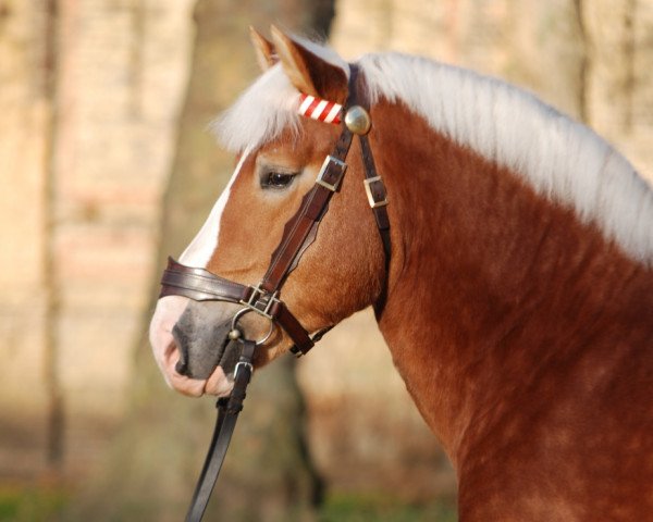stallion Nikolaus (Westphalian, 2011, from Nelson)