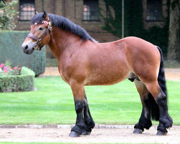 stallion Nesquik (Rhenish-German Cold-Blood, 2010, from Newton)