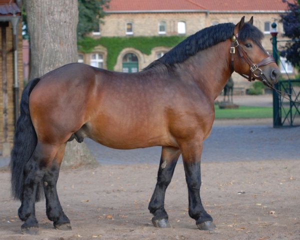 stallion Martell (Swedish Warmblood, 2009, from Markant)
