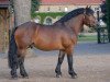 stallion Martell (Swedish Warmblood, 2009, from Markant)