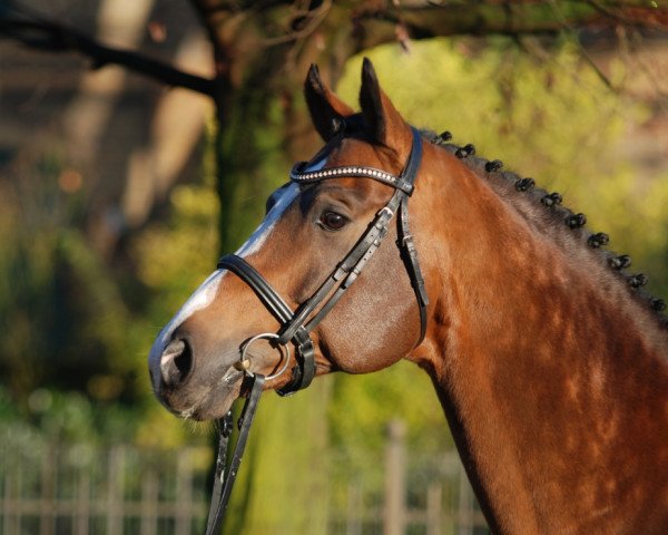 dressage horse Lugato (Rhinelander, 2004, from Lanciano)
