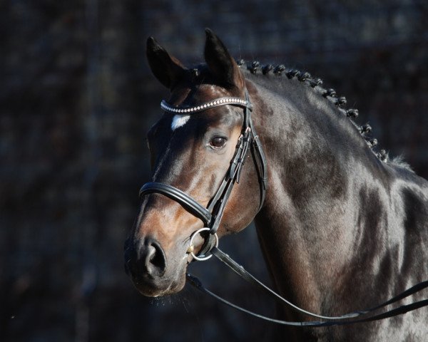 stallion Lafon (Westphalian, 1999, from Laurentianer)