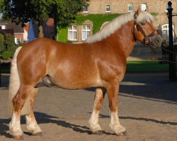 stallion Higgins (Rhenish-German Cold-Blood, 2009, from Hartmut)