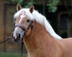 stallion Hennessy (Rhenish-German Cold-Blood, 2010, from Helmut)